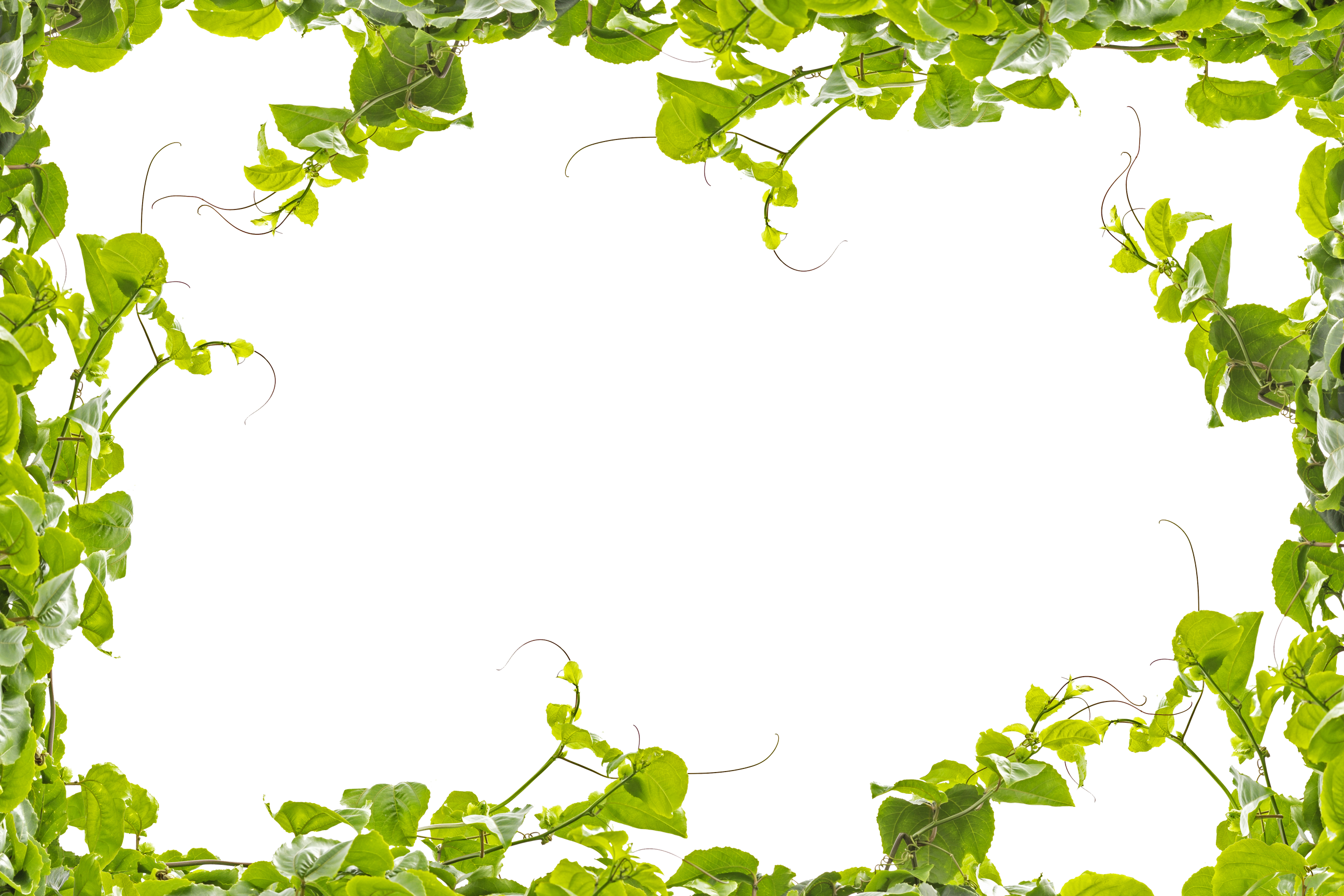 green climber plant border empty for your design